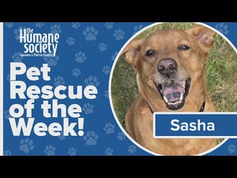Pet Rescue of the Week: Sasha