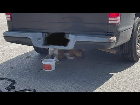 Dog rescued from mainlanes of I-45 in The Woodlands