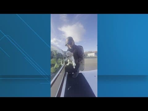 Animal rescue groups mourn the loss of Virginia pilot who died in plane crash