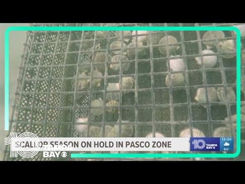 Scallop season on hold in Pasco, northern Pinellas County