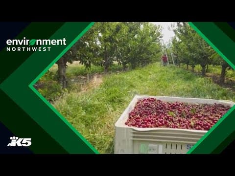 After years of hardship, some WA farmers see improved cherry season