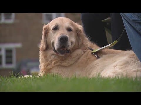 "Dog Father" retires after fathering 323 pups