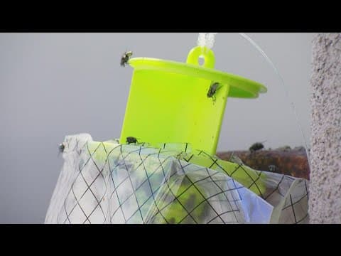 What’s bugging you? Flies on the rise across the county