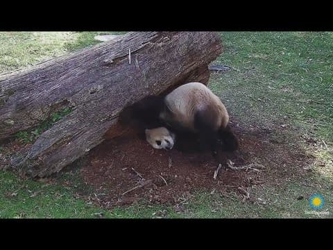 Happy birthday Bao Li! | National Zoo panda turns 4