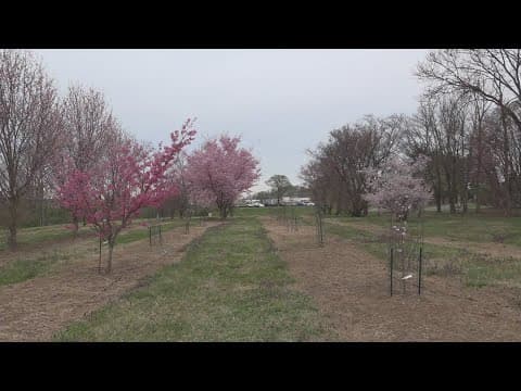 Beyond the Basin | The Tidal Basin isn't the only place to see the cherry blossoms