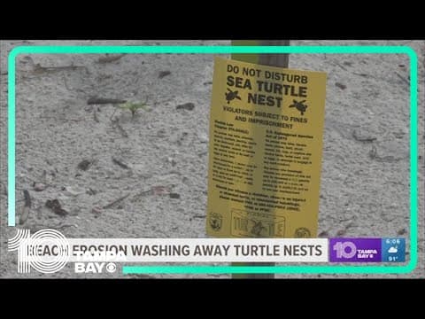 'It's really frustrating...': Beach renourishment needed as sand, turtle nests wash away
