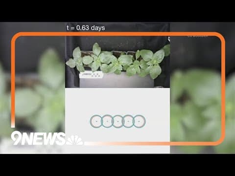 CU Boulder scientists study how plants wiggle