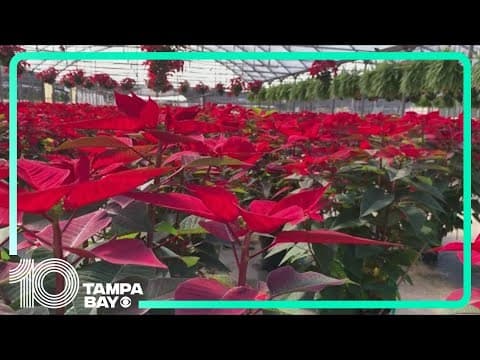 Recent hurricanes make impacts on poinsettias ahead of the holiday season