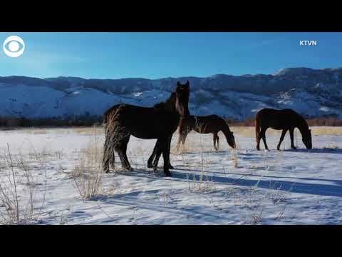 Wild horses in Washoe Valley in Nevada
