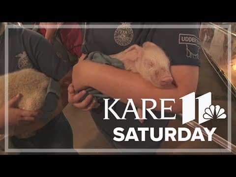 Meet the baby animals at the Miracle of Birth Center