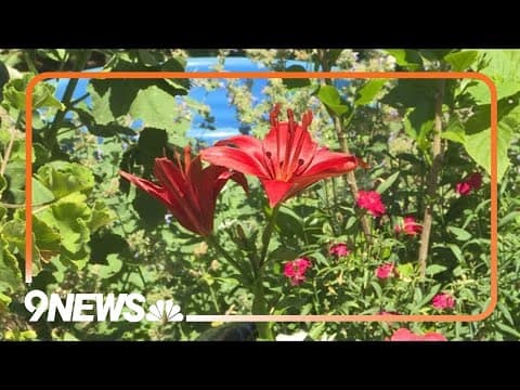 Colorful flowers to have in your July garden