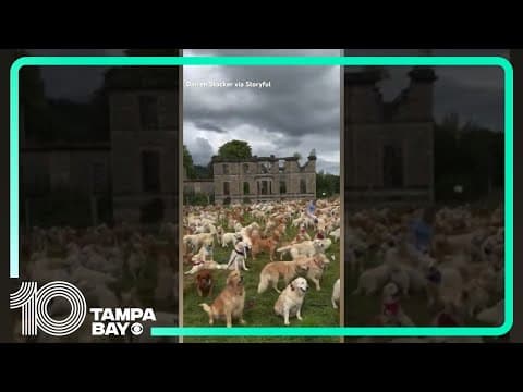 Hundreds of #GoldenRetrievers gather to celebrate breed’s founding