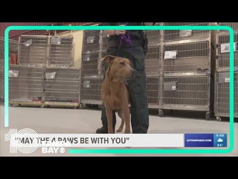 Polk County hosting 'May the 4 Paws be with you" pet adoption event