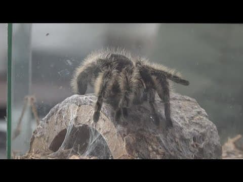 Tarantula's on the prowl during mating season in Poway