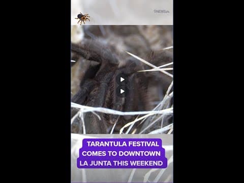 Spider lovers return to La Junta for annual Tarantula Fest