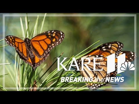 Beloved monarch butterflies now listed as endangered