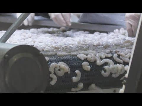 Shrimpers struggling to find buyers