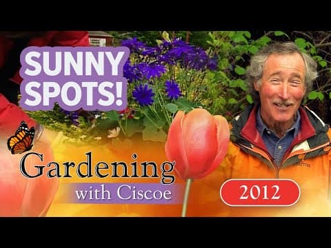 SUNNY SPOTS! Build a Container for the Sun! | Gardening With Ciscoe | Full Episode
