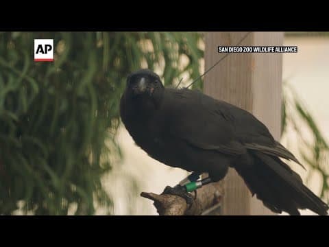 Five ʻalalā, Hawaiian crows, extinct in the wild, released in Maui