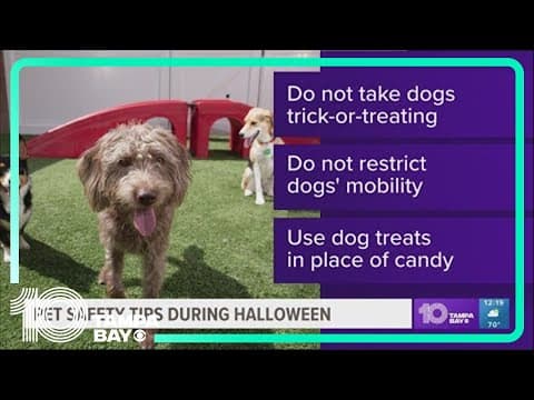 Pet safety tips for this Halloween