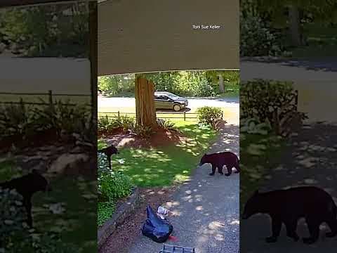Bear necessities: Woodinville homeowner captures two bears rummaging through their trash #king5