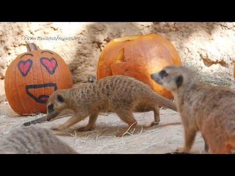 Animals at Houston Zoo get special fall-themed treats for Halloween