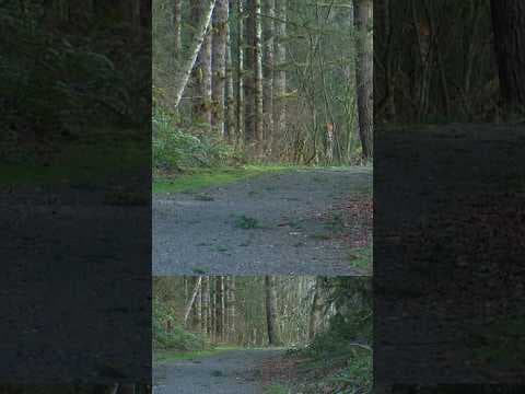 Cougar attacks five mountain bikers on a trail in Washington state