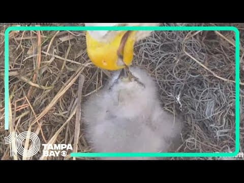 LIVE EAGLE CAM: Baby eaglet hatches, crack appears in 2nd egg
