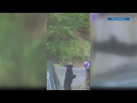 Check this out: Bear pops confetti balloon in the Smokies
