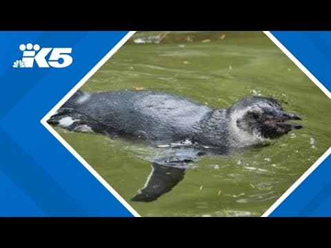 6-month-old penguin Periwinkle dies at Tacoma zoo