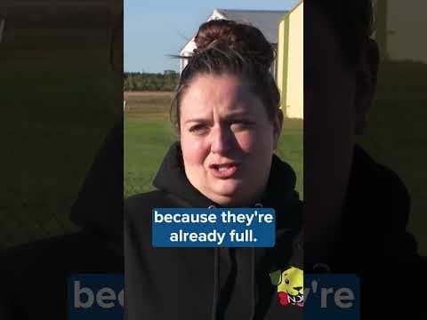 Animal shelters in NC are filling up in the wake of Helene. Now, a MN rescue is opening its doors.