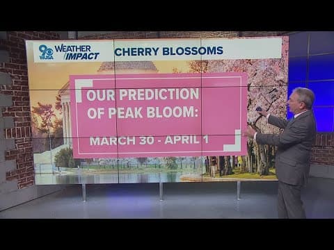 WUSA9's Cherry Blossom Forecast
