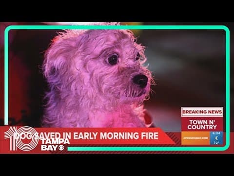 Dog rescued from house fire in Town N' Country