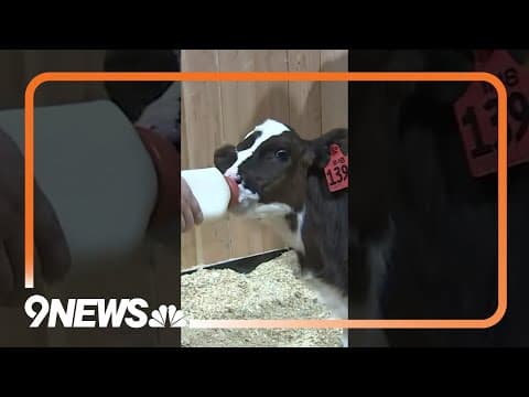 Feeding a baby cow at the National Western Stock Show in Denver