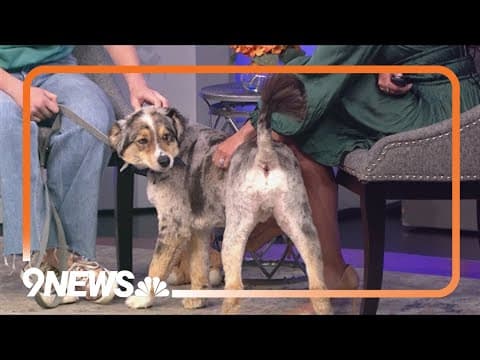 Furry Scurry returns Saturday to support Humane Colorado