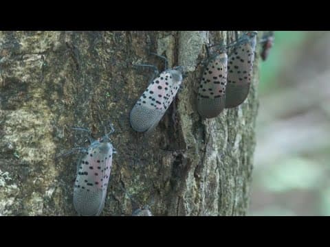 Invasive spotted lanternflies are back