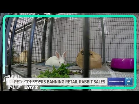 St. Pete City Council considers banning retail sale of rabbits