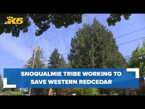 The Snoqualmie Tribe working to save Wedgwood Redcedar as archaeological site