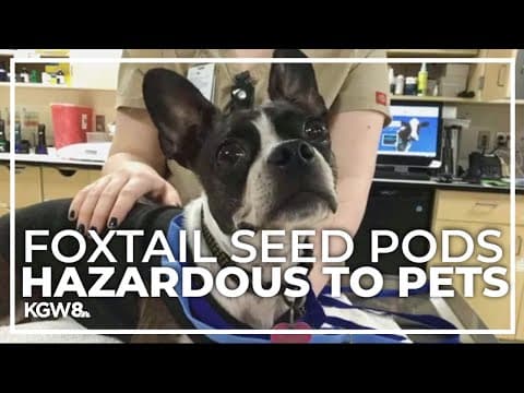 Foxtail season dangerous for pets, Oregon veterinarians warn