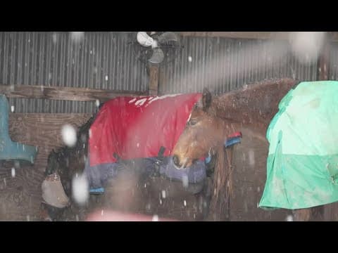North Texas therapy center ensures horses stay warm as temperatures drop