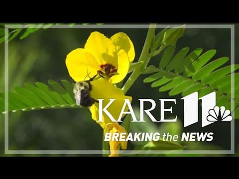 New research has scientists re-thinking the popular No Mow May idea