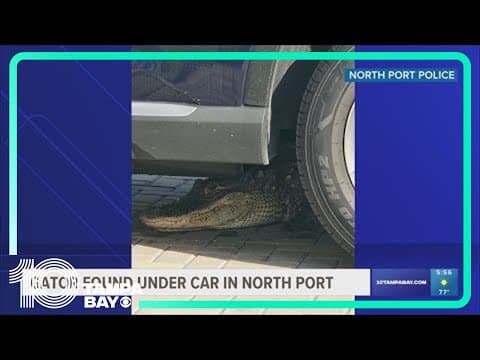 Alligator spottings ramp up as mating season gets underway