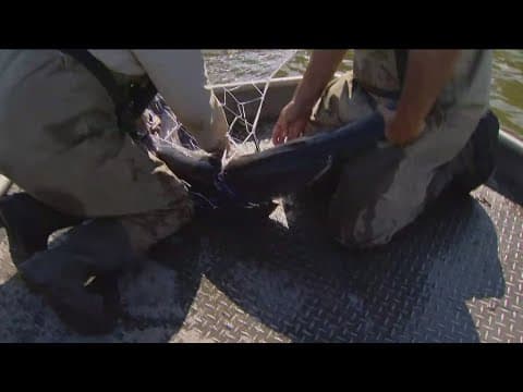 Tracking Paddlefish population in Minnesota