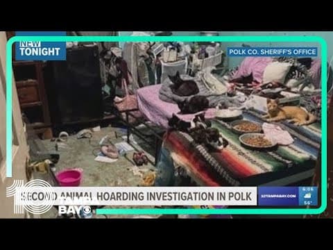 Polk sheriff: Woman arrested for 'hoarding' 35 cats in feces-covered home