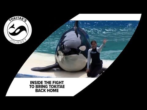 Inside the fight to bring Tokitae home