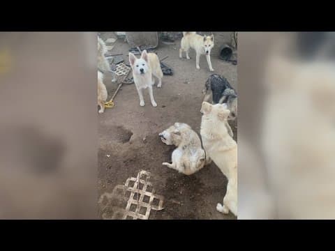 Neighbors rally against what they say is animal abuse, neglect in Lomita Village