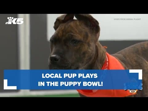 Local pup plays in the Puppy Bowl!