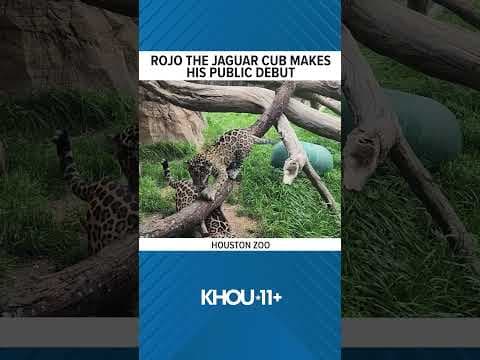 Rojo the jaguar cub makes his debut at Houston Zoo