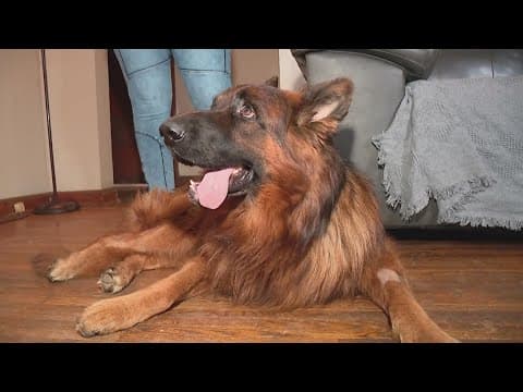 Brutus, the dog shot in the face, recovering but family wants answers