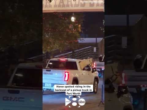 No horse trailer, no problem! Horse spotted riding in the backseat of a pickup truck in Fort Worth